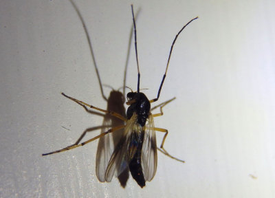 Demeijerea brachialis; Midge species; female