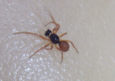 Crustulina sticta; Cobweb Spider species