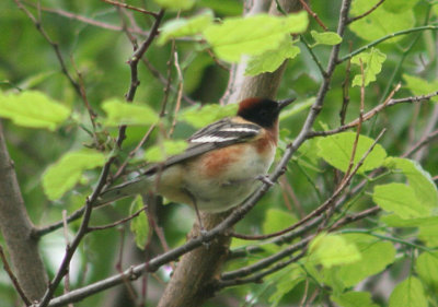 Bay-breasted Warbler; male