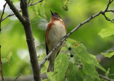 Bay-breasted Warbler; male
