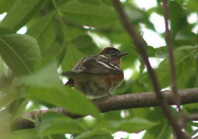 Bay-breasted Warbler; male