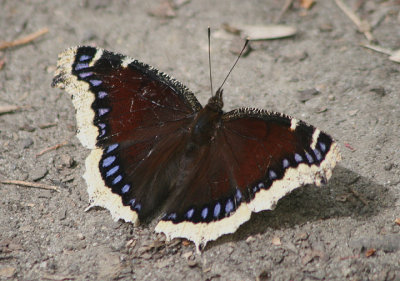 Nymphalis antiopa; Mourning Cloak