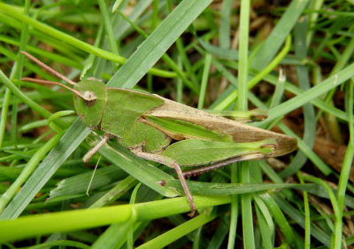 Chortophaga viridifasciata viridifasciata; Northern Green-striped Grasshopper