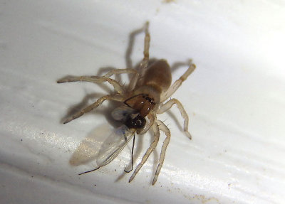 Clubionidae Sac Spider species with prey