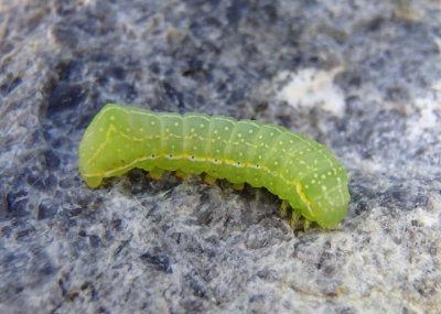 9638 - Amphipyra pyramidoides; Copper Underwing caterpillar