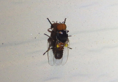 Simulium Black Fly species; male