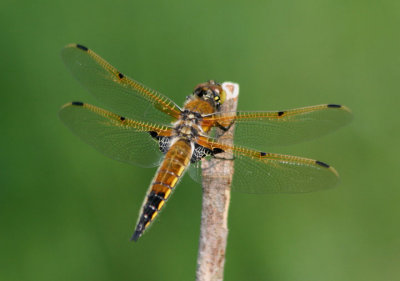 Libellula quadrimaculata; Four-spotted Skimmer