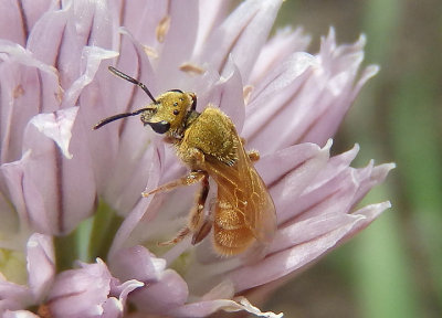 Lasioglossum vierecki; Viereck's Dialictus