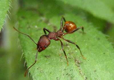 Aphaenogaster tennesseensis; Spine-waisted Ant species