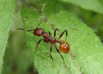 Aphaenogaster tennesseensis; Spine-waisted Ant species
