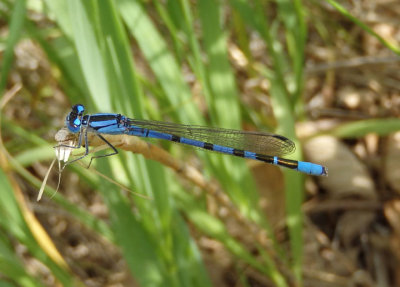 Enallagma annexum; Northern Bluet; male