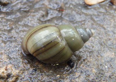 Aquatic Snail species