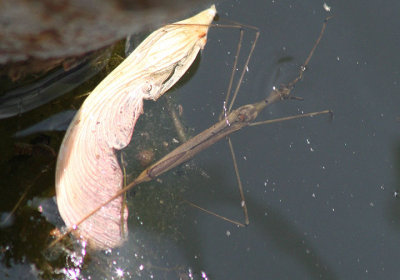 Ranatra fusca; Brown Waterscorpion