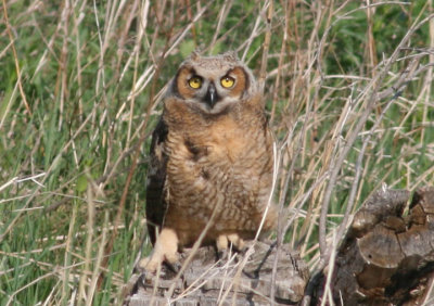 Great Horned Owl; juvenile