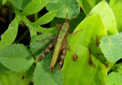 Dichromorpha viridis; Short-winged Green Grasshopper nymph