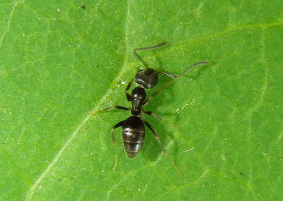 Tapinoma sessile; Odorous House Ant