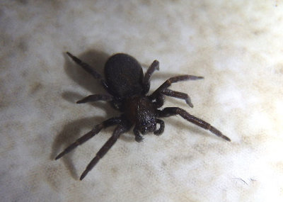 Titanoecidae True Spider species