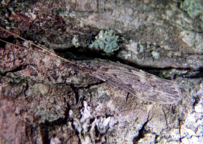 Oecetis Long-horned Caddisfly species