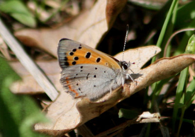 Lycaena phlaeas; American Copper