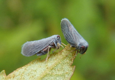 Cedusa Derbid Planthopper species