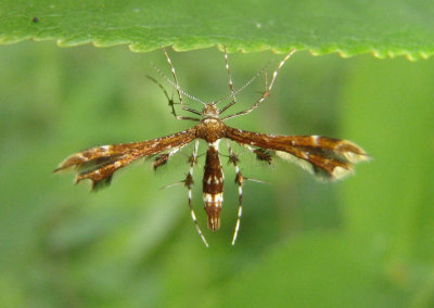 6092 - Geina tenuidactylus; Himmelman's Plume Moth