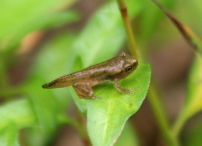 Spring Peeper