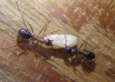 Formica pallidefulva; Wood Ant species