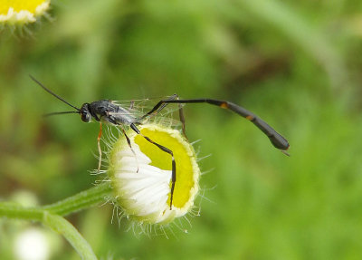 Ophionellus foutsi; Ichnuemon Wasp species; female