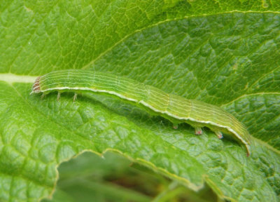 10033 - Catabena lineolata; Fine-lined Sallow caterpillar