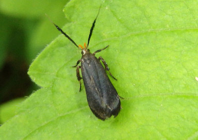 2307 - Dichomeris nonstrigella; Twirler Moth species