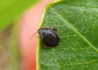 Scirtes tibialis; Marsh Beetle species
