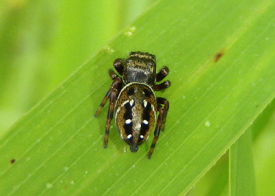 Phidippus clarus; Jumping Spider species; female