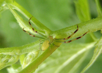Misumessus oblongus; Crab Spider species