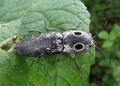 Alaus oculatus; Eastern Eyed Click Beetle