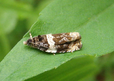 2823 - Olethreutes fasciatana; Banded Olethreutes Moth