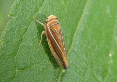 Idiodonus kennecottii; Leafhopper species