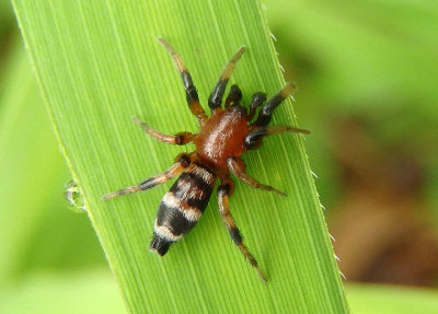 Sergiolus capulatus; Ground Spider species