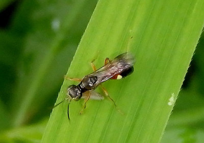 Alysson triangulifer; Apoid Wasp species