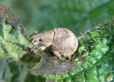 Pseudocneorhinus bifasciatus;Two-banded Japanese Weevil; exotic