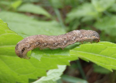 9885-9928 - Lithophane Cutworm Moth species caterpillar