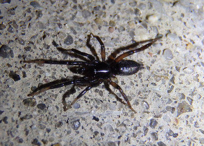 Gnaphosidae Ground Spider species