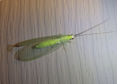 Chrysopidae Green Lacewing species