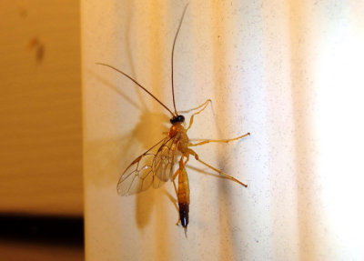 Cidaphus paniscoides; Ichneumon Wasp species; male