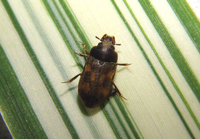 Augyles Variegated Mud-loving Beetle species
