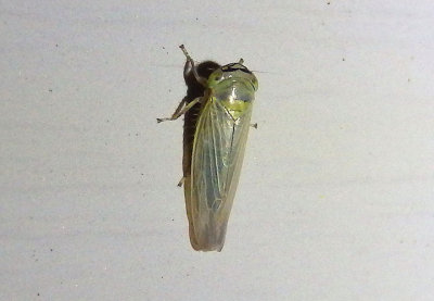Limotettix Leafhopper species