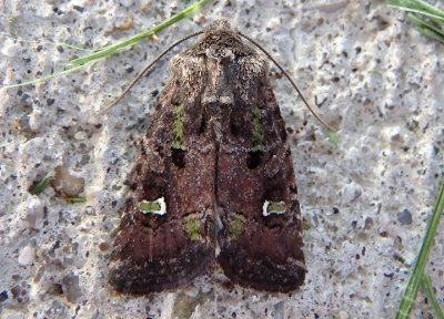 10397 - Lacinipolia renigera; Bristly Cutworm Moth