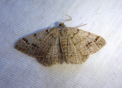 6419 - Isturgia dislocaria; Pale-veined Isturgia Moth
