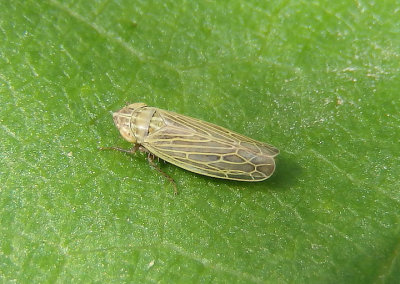 Diplocolenus configuratus; Leafhopper species