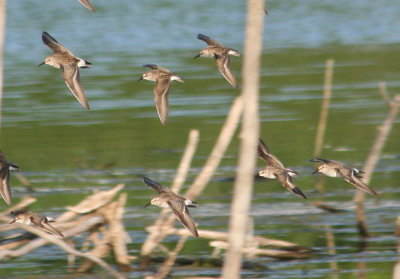 White-rumped and Semipalmated Sandpipers; breeding