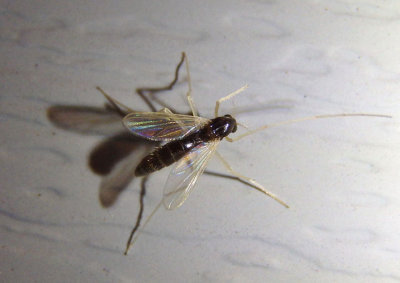 Polypedilum Midge species